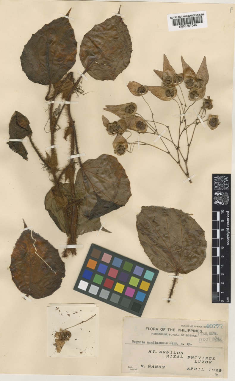 B. angilogensis